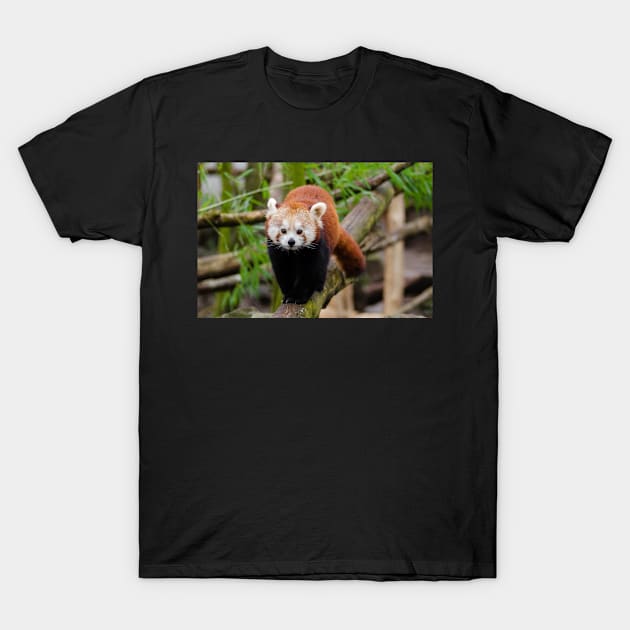 Red Panda T-Shirt by kawaii_shop